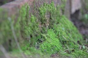 Beautiful close up of moss on the wall and floor photo