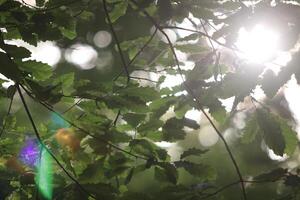Branches and leaves of trees near beautiful lighting, Close up photo
