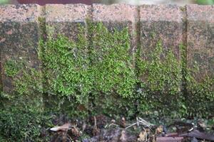 Beautiful close up of moss on the wall and floor photo