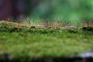 Beautiful close up of moss on the wall and floor photo