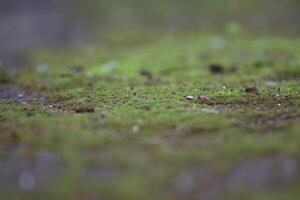 Beautiful close up of moss on the wall and floor photo