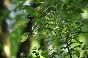 Branches and leaves of trees near beautiful lighting, Close up photo