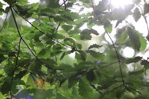 Branches and leaves of trees near beautiful lighting, Close up photo