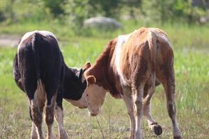 Cow grazing in the meadow photo