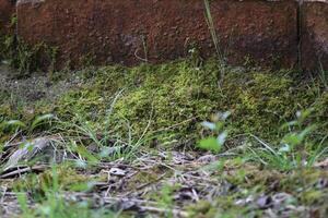 Beautiful close up of moss on the wall and floor photo