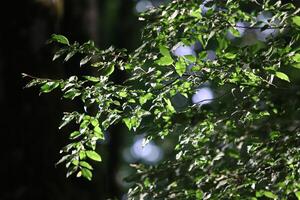 Branches and leaves of trees near beautiful lighting, Close up photo