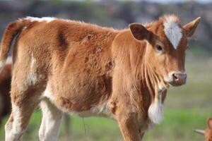 Cow grazing in the meadow photo