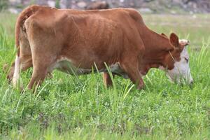 Cow grazing in the meadow photo
