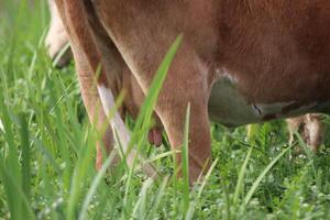 Cow grazing in the meadow photo