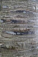 Close-up view of the trunk of a palm tree photo