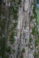 Close up view of the tree's mossy trunk photo