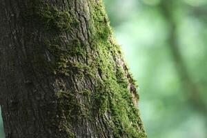 Close up view of the tree's mossy trunk photo