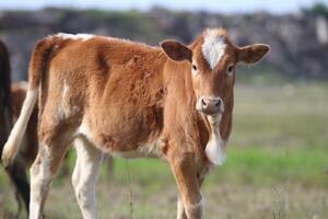 Cow grazing in the meadow photo