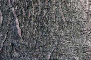 Close up view of the tree trunk photo