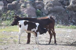 Calf feeding from its mother photo
