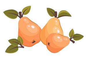 Pear top view. Whole juice pears isolated on white background. Fresh ripe fruit with leaves. Healthy vegetarian organic food. illustration for healthy lifestyle and good nutrition vector