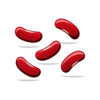 Red bean isolated on white background. vector