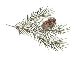 Fir branch with pine cone, Christmas watercolor botanical illustration. Illustration of pine branch, needles, branch. Drawings for Christmas and New Year holidays, invitations, cards, wrapping paper. vector