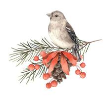 Fir branches with a pine cone, a red bow, berries and a bird. Watercolor botanical illustration on isolated background. Drawings for Christmas and New Year holidays, invitations, cards, wrapping paper vector