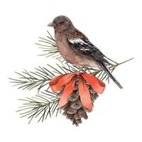 Fir branches with a pine cone, a red bow and a bird. Watercolor botanical illustration on isolated background. Drawings for Christmas and New Year holidays, invitations, cards, wrapping paper. vector