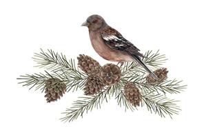 Fir branches with pine cones and a realistic bird. Watercolor botanical illustration on isolated background. Drawings for Christmas and New Year holidays, invitations, cards, wrapping paper. vector