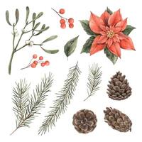 Collection of Christmas elements, poinsettia, mistletoe, pine cones, berries and fir branches. Watercolor isolated elements are suitable for New Year cards, seasonal decorations and design projects. vector