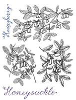 Hand drawn black and white set with honeysuckle berries on branches and lettering vector