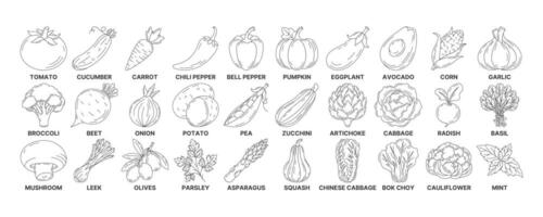 Vegetables and greens, minimal line icon set. Editable stroke. Vegetable icon set. Outline icons collection of veggies. Concept of farming, vegetarian food, proper nutrition, harvesting vector