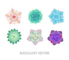 Set of beautiful colorful succulents illustration isolated on white background. Decorative home plant vector