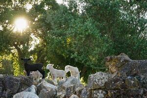 Three lambs stand atop rocky terrain, framed by the iconic cork oaks of Alentejo. The scene captures a rustic, tranquil setting with the lambs exploring their rugged surroundings. photo