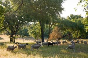 A tranquil scene in the Alentejo region, featuring a flock of sheep grazing on a verdant field, dotted with iconic cork oak trees. The gentle landscape embodies the essence of rural Portugal. photo