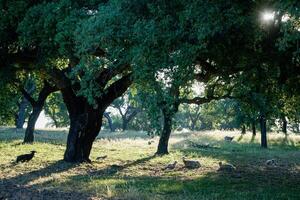 Sheep resting under cork oak trees in Alentejo. The tranquil setting offers a peaceful view, with the sheep scattered across the soft, shaded landscape, highlighting rural serenity in Portugal. photo