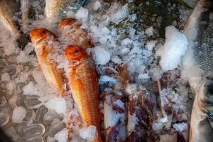 Fresh seafood display at a restaurant window, featuring vibrant red mullets and squid. photo