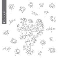 Chamomile Outline Hand drawn Illustration on white backgroung vector