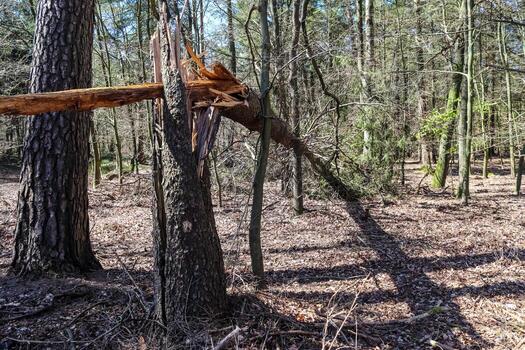 Beautiful view into a dense green forest with bright sunlight casting deep shadow photo