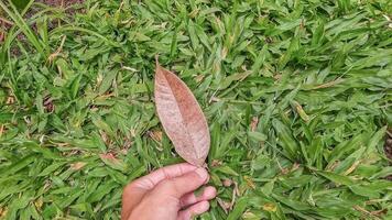 mano participación un seco hoja desde un árbol. atención en el hoja y en el antecedentes usted lata ver el bosque camino foto