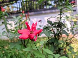 Broken Rose You may break, you may shatter the vase, if you will, But the scent of the roses will hang round it still photo