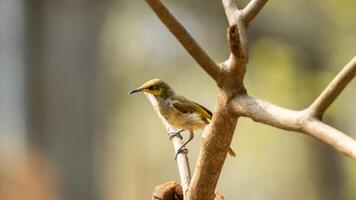 blue tailed bee eater perching on a twig with very beautiful green and orange feathers. natural blurred background photo