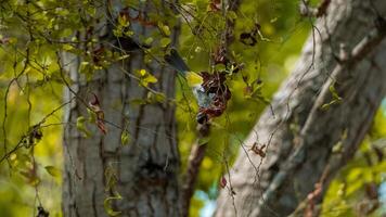 Sooty-headed bulbul birds play and perch on the branches of a tree carrying food photo