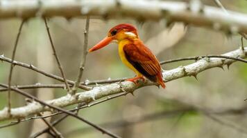 Oriental Dwarf Kingfisher also known as the Rufous-backed Kingfisher is one the most colourful kingfisher found in Indonesia. an orange bird perched on a tree branch photo