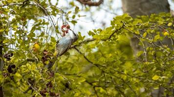Sooty-headed bulbul birds play and perch on the branches of a tree carrying food photo
