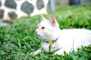 cat with kind blue eyes, little young kitten. portrait of cute kitten. happy adorable cat, beautiful fluffy white cat playing in grass outdoors garden photo