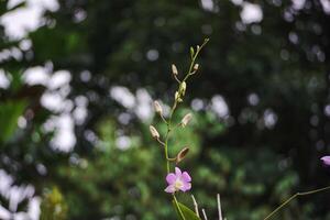 purple and white orchids. orchid flowers. garden full of orchids with a clean sky and house in the background photo