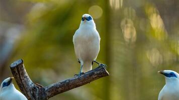 beautiful Balinese myna bird or balinese starling perched on a tree branch at sunrise. on the island of bali, indonesia photo
