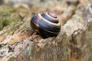 snail shell on a broken stone photo