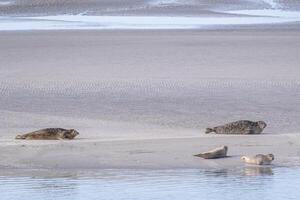 seal family sunbathing on a sandbank photo