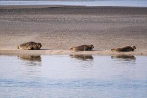 seal family sunbathing on a sandbank photo
