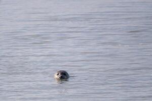 seal swims in the sea photo