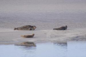 seal family sunbathing on a sandbank photo