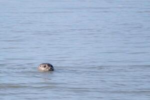 seal swims in the sea photo